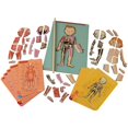 thumbnail image 1 of Janod Body Magnet, 1 of 4