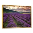 thumbnail image 3 of Designart 'Lavender Field At Sunrise I' Farmhouse Framed Canvas Wall Art Print, 3 of 5