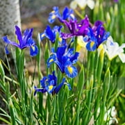Colorful Mixed Dutch Iris-Blue, Yellow, Purple, White Flowers - 30 Bulbs - Attracts Bees & Butterflies - Spring Blooming, Easy to Grow & Maintain