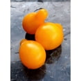 thumbnail image 2 of Yellow Pear Tomato Seeds/ Annual/ Full Sun/ 2500 Seeds 1/4 oz/ Zellajake Farm and Garden - B216, 2 of 3