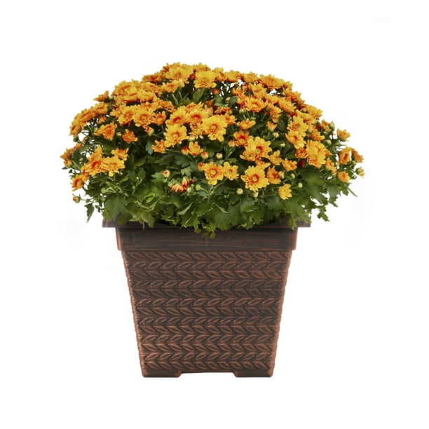 Expert Gardener 1G Orange Garden Mum Live Plants with Decorative Planter