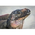 thumbnail image 2 of Paulson, Don 24x17 White Modern Wood Framed Museum Art Print Titled - Bahamas, Exuma Island Iguana on beach, 2 of 4