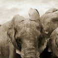 thumbnail image 3 of Masterpiece Art Gallery Sepia Herd Elephants By Belle Maison Canvas Art Print 30" x 40", 3 of 4