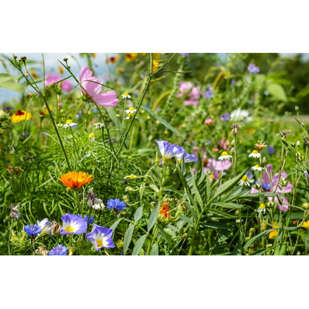 Serendipity's Pacific Northwest Garden Wildflower Mix App 2500 seeds -Lots of Color! Butterflies Love -Cut Flowers -Starter