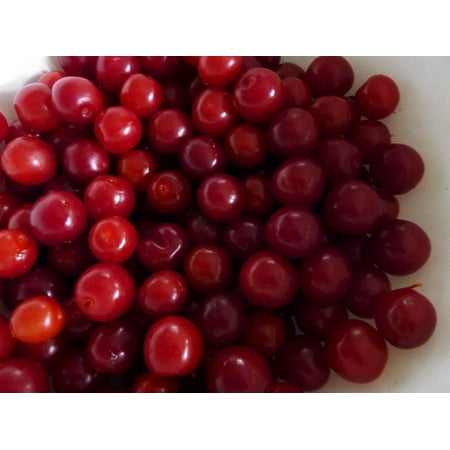 Patio Fruit Tree - Jan Bush Cherry Plant - 4