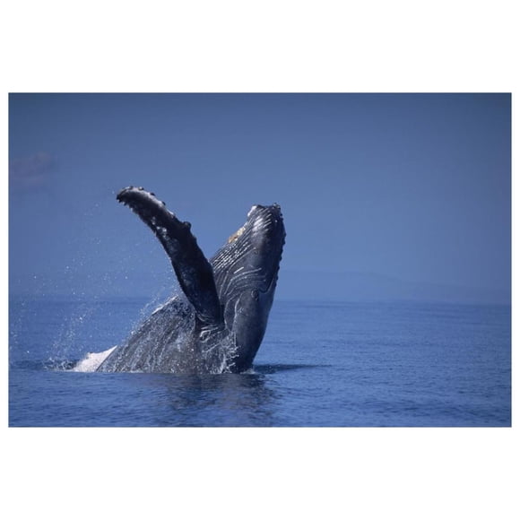 Humpback Whale breaching, Maui, Hawaii-Paper Art-62"x42"