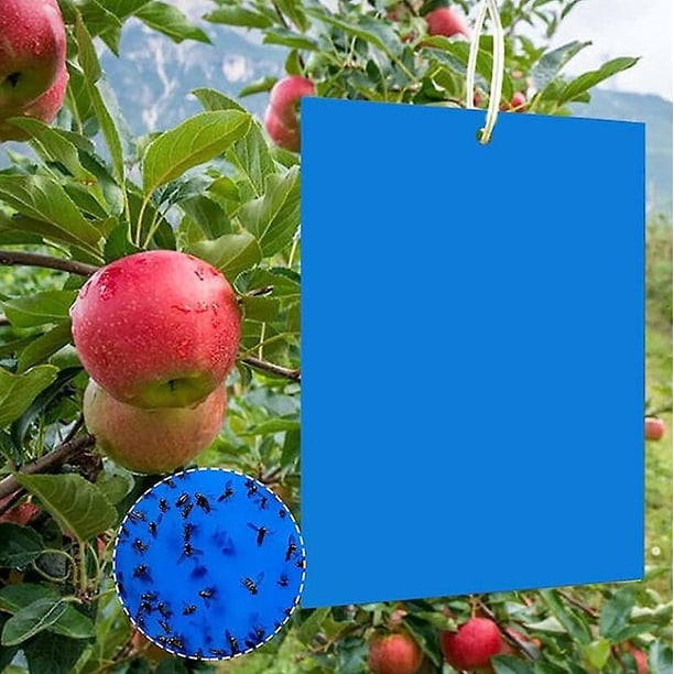 30 Flying Insect Traps 30PCS Sticky Traps Double Sided Glue Blue Stickers Anti-Insect Waterproof Paper for Garden Plant Flower Fruit ProtectionElastic