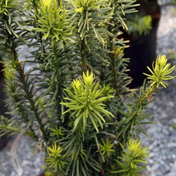 Upright Japanese Plum Yew - Cephalotaxus harringtonia 'Fastigiata'