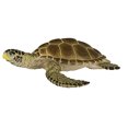 thumbnail image 1 of Safari Ltd Wild Safari Sea Lifehead Turtle Safari Ltd. Safari Ltd., 1 of 2
