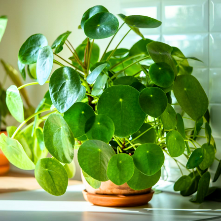 Chinese Money Plant Live, Indoor Pilea peperomioides in 4” Pot, Decorative, Low-Maintenance Plant for Planting