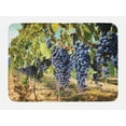 thumbnail image 1 of Grape Bath Mat, Rows of Wine Fruits in Tuscany Italy Organic Natural Harvest Countryside, Plush Bathroom Decor Mat with Non Slip Backing, 29.5" X 17.5", Avocado Green Ceil Blue, by Ambesonne, 1 of 2