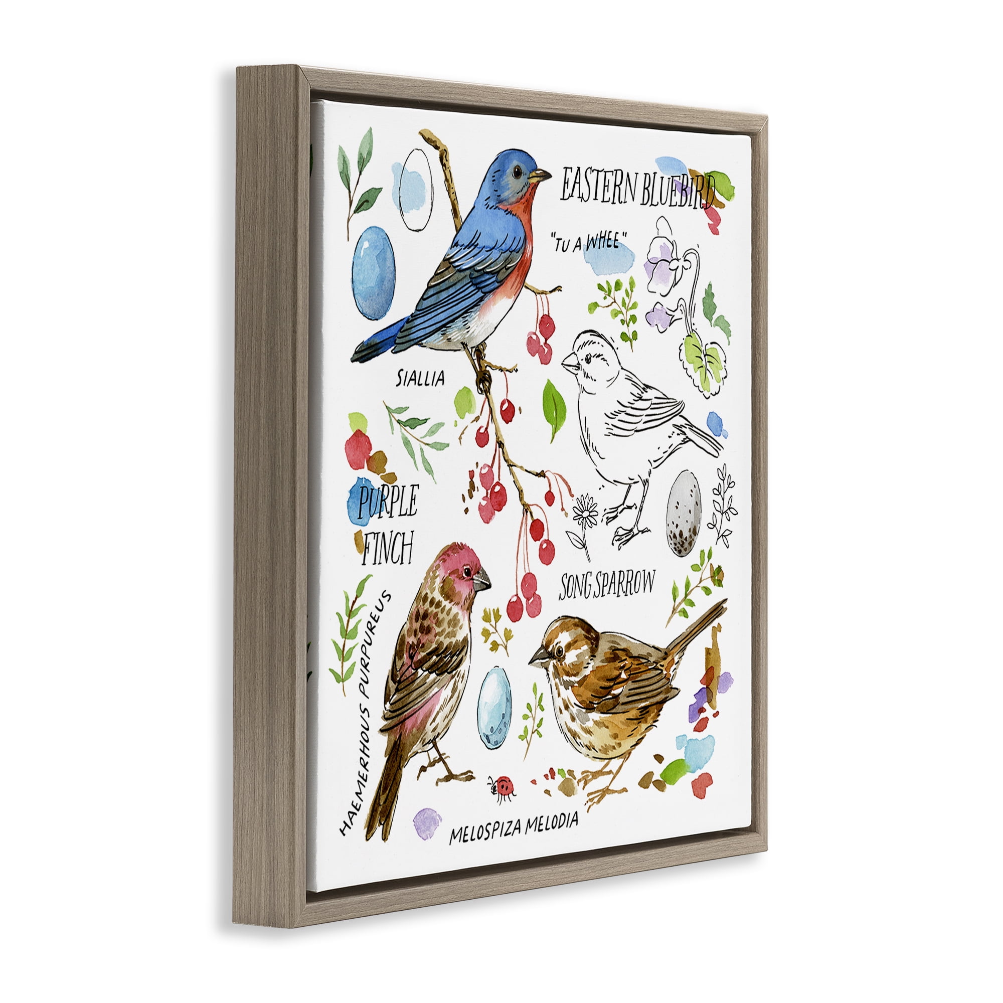 Stupell Industries Woodland Birds Diagram Animals Painting Brown Floater Framed Canvas Art Print Wall Art, 18 x 18