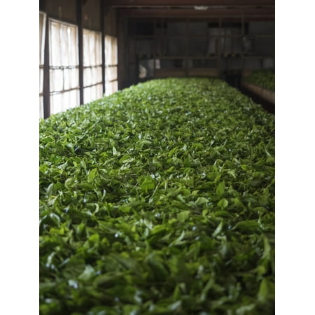 Freshly picked tea leaves being prepared for drying in Norwood Estate tea factory Nuwara Eliya Central Province Sri Lanka Stretched Canvas - Panoramic Images (12 x