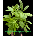 thumbnail image 6 of Waterleaf, Jewels of Opar, Surinam Spinach, Earth Ginseng plant, 6 of 7