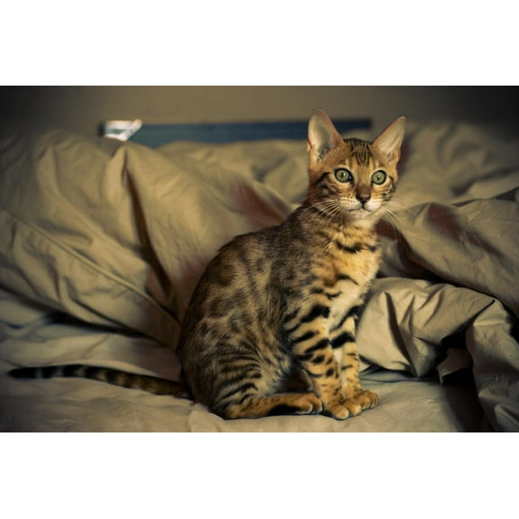 Wall Art Impressions 35x24in Photographic Quality Poster Bengal cat, 12 weeks old