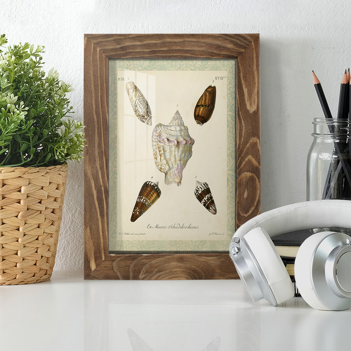 Bookplate Shells IV - Framed Print w/glass - Walnut