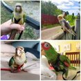thumbnail image 3 of HLONK ✪ Parrot Bird Harness Leash Adjustable Anti-Bite Training Flying Traction Rope, 3 of 14