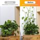 thumbnail image 4 of Clips de soporte para plantas trepadoras, 50 Uds., soporte de gancho autoadhesivo para montaje en pared para plantas trepadoras, decoración del hogar (blanco), 4 of 5