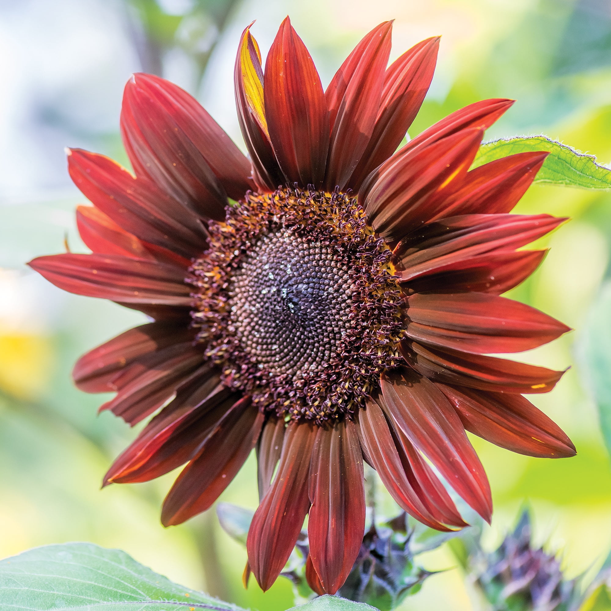 Burpee Sunray Yellow Dwarf Sunflower Seeds, Easy to Grow