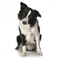 thumbnail image 2 of Border Collie Wall Decal by Wallmonkeys Peel and Stick Graphic (18 in H x 18 in W) WM195995, 2 of 4