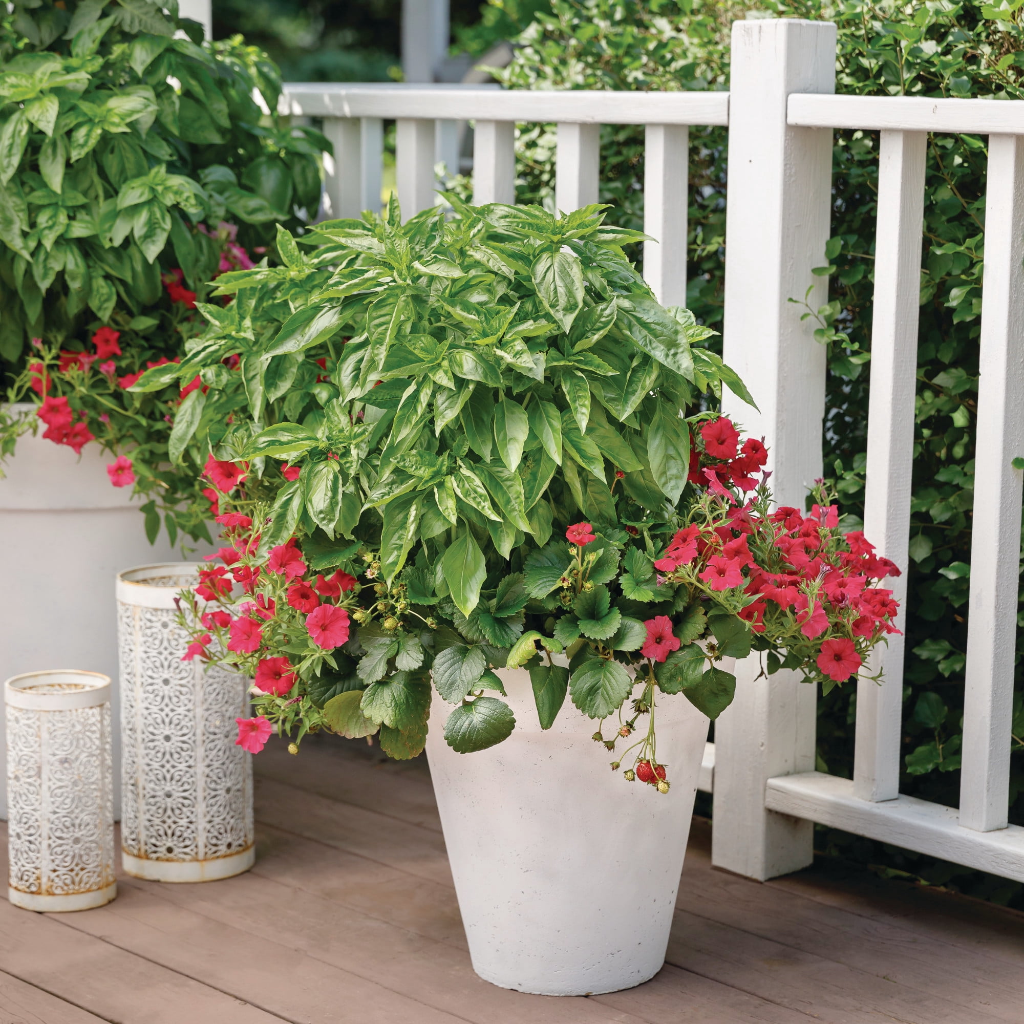 Proven Winners 4" Amazel Basil Sweet Italian Basil Live Herb Plant in 4.25" Pot (4 Count)