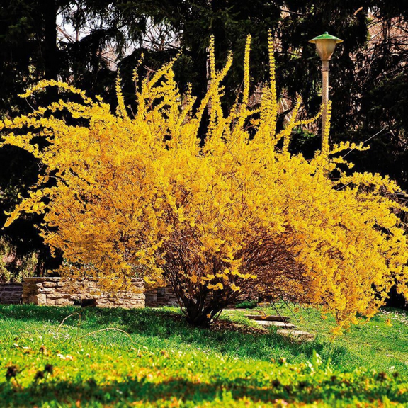 Forsythia Plant Live, Forsythia Lynwood Gold Tree, 4 Inches Pot for Zones 5 to 9