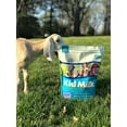 thumbnail image 6 of Manna Pro Kid Milk Replacer with Probiotics for Goat Kids, 4 lbs, 6 of 7