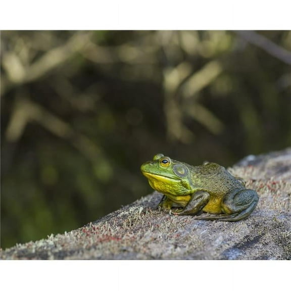 Frog Resting on A Log - Ontario Canada Poster Print - 17 x 13 in.