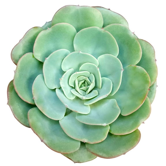 Echeveria Atlantis (2"  Plastic Pot) - Tiny, Lovely, Easy to Care Rosette Succulents - Live Succulents for Home Indoor Place