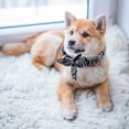 thumbnail image 4 of TIELUTT Cool Pet Scarf Cool Scarf for Dogs Summer Heat Prevention Cool Scarf for Dogs Neck Dog Name Dog Colors Dog Name Christmas Dog Custom Dog Color, 4 of 5