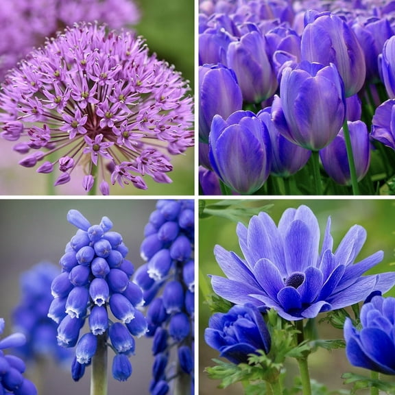 Shades of Blue Flowers Collection, 40 Bulbs - 4 Varieties of Blue & Purple Flowers