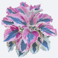 thumbnail image 3 of Hostas Planting-(Non-Artificial)-Ornamental-Fast Growing, Premium Garden Stakes-Home Decoration-Bloom Year After Year-Beautiful Gift Garden-, 3 of 7