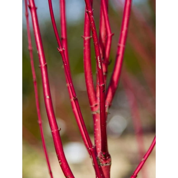 20 Red Dogwood Cuttings to Plant - No Roots, Easy to Grow, Vibrant Red Bark