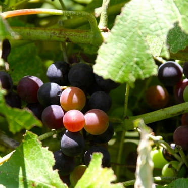 Jumbo Muscadine Grape Vine 1 Gallon