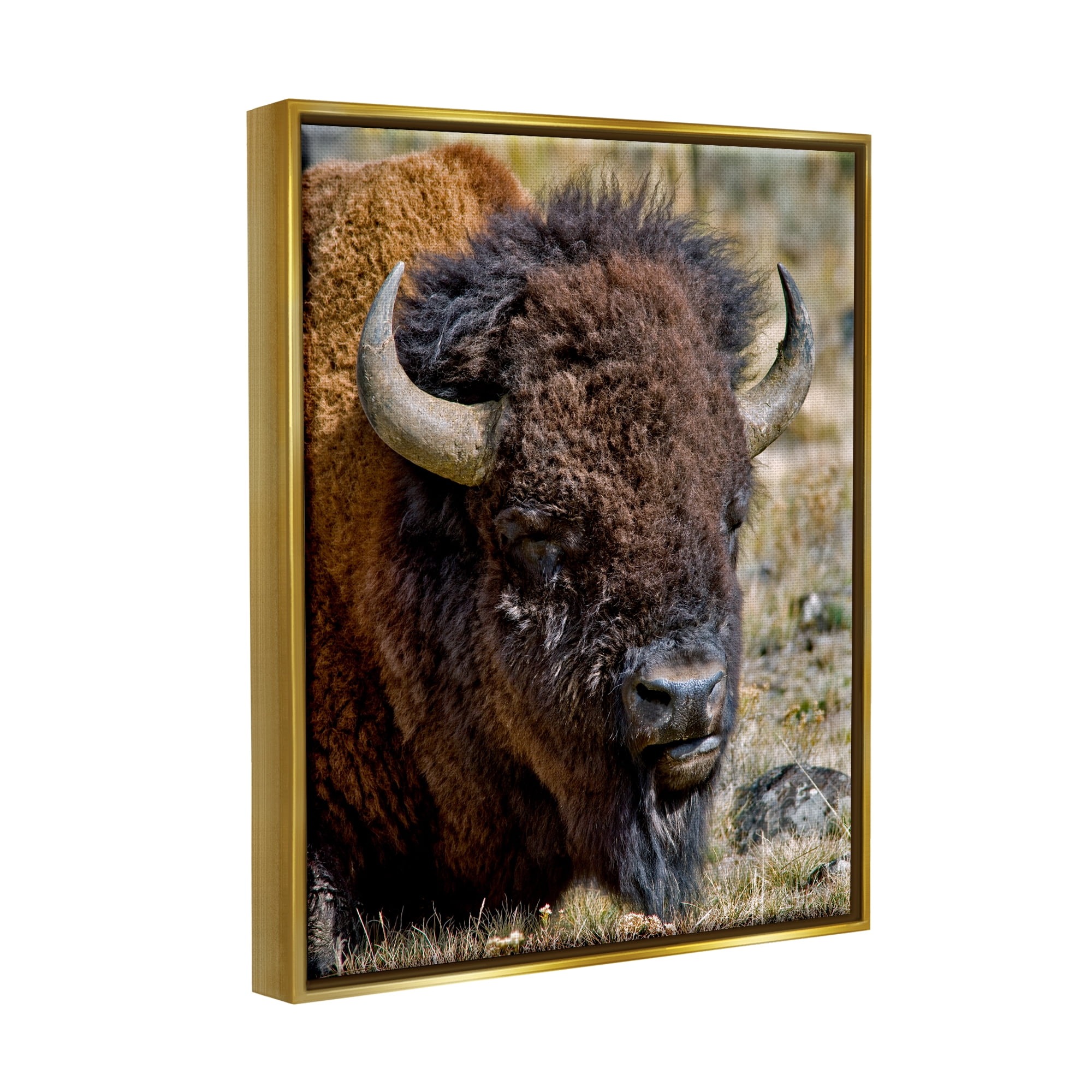 Stupell Industries Bison Resting Photography Animals & Insects Photography Gold Floater Framed Art Print Wall Art, 25 x 31