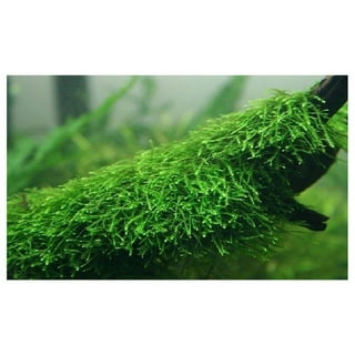 Josh's Frogs Fresh Mood Moss for Terrariums (1 Quart) 