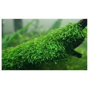 Java Moss Vesicularia Dubyana Live Aquarium Plants BUY 2 GET 1 FREE