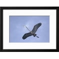 thumbnail image 2 of Great Blue Heron in Flight, Animals Framed Art Print Wall Art by Arthur Morris Sold by Art.Com, 2 of 6
