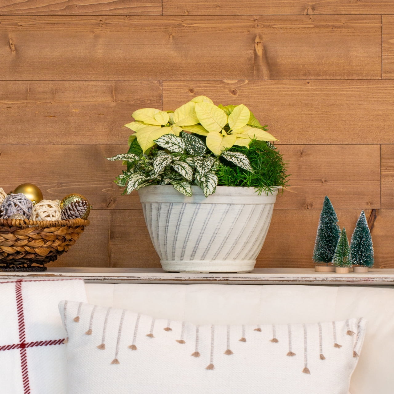 Better Homes & Gardens 1.5Gal White Poinsettia Fern Houseplant Foliage Decorative Bowl Indirect Sunlight