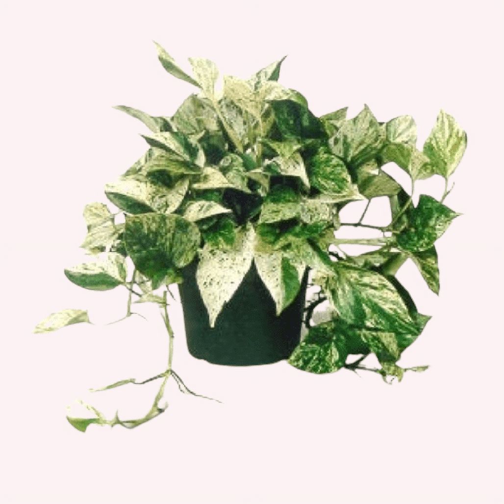 American Plant Exchange Marble Queen Pothos, 6-Inch Pot, Live Vining Plant, Easy Care Houseplant for Home & Garden