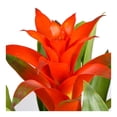 thumbnail image 2 of Maceta de bromelias 1 pza, 2 of 4