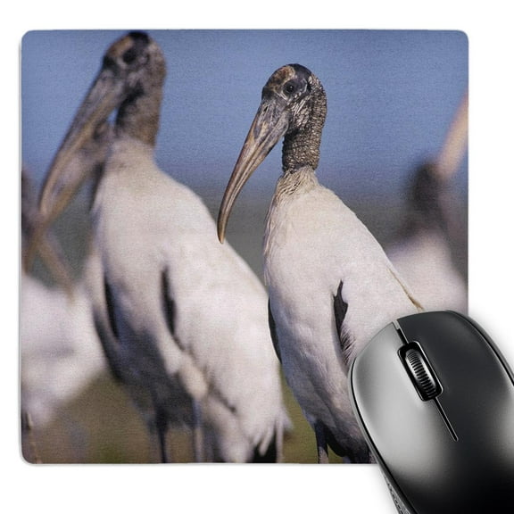 3dRose, Wood Stork, bird, Lake Corpus Christi, Texas - NA02 RNU0838 - Rolf Nussbaumer, MousePad