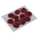 thumbnail image 1 of Flores Secas Prensadas Gloria 12 Unidades Naturales, 1 of 9