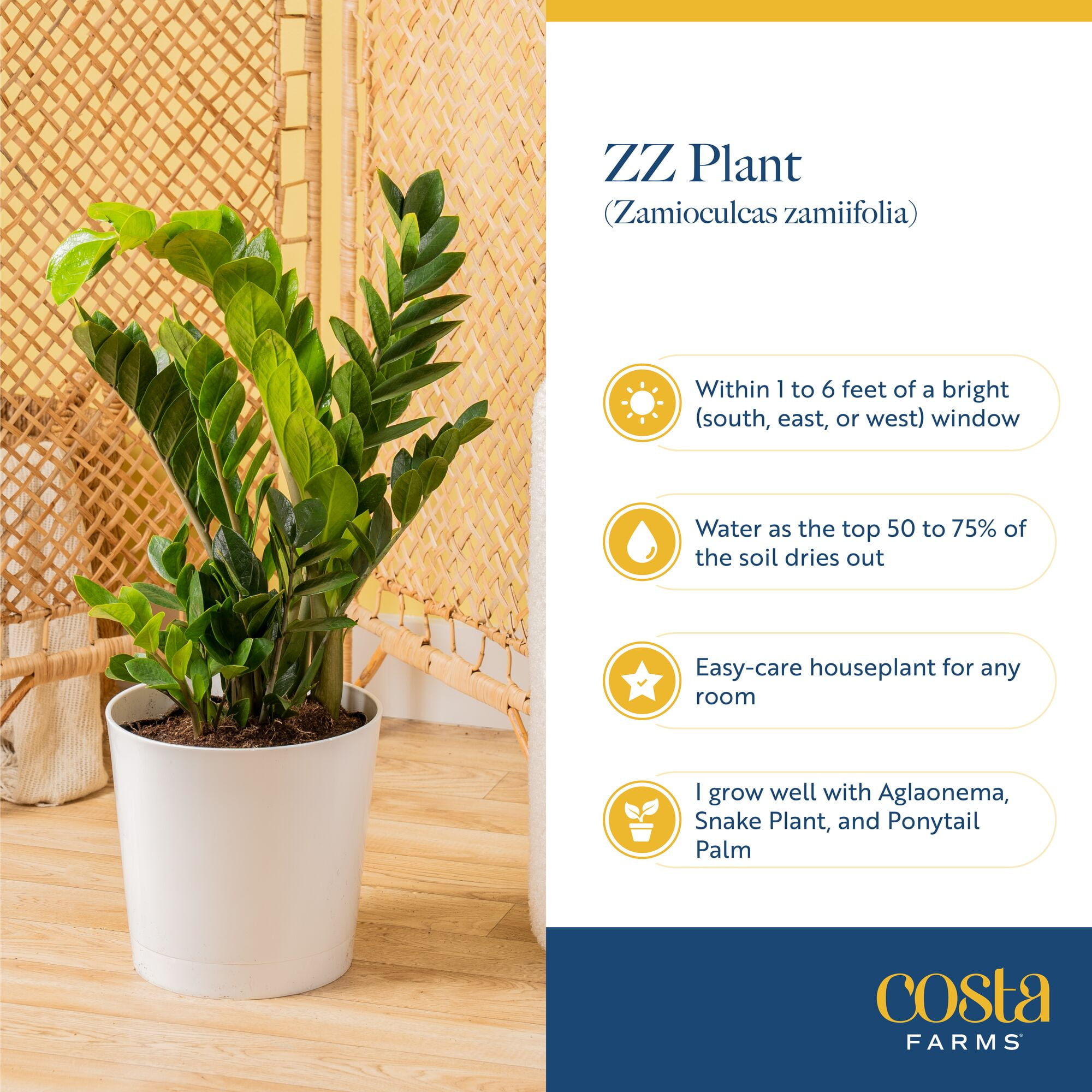 Costa Farms 22" Raven ZZ Plant Live House Plants in 10" Decor Pot