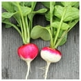 thumbnail image 3 of Everwilde Farms - 1/4 lb Sparkler White Tip Radish Seeds - Gold Vault Bulk Seed Packet, 3 of 3