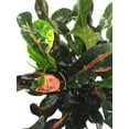 thumbnail image 2 of Batik Croton - 2 Pack 3" Pots - Colorful House Plant, 2 of 3