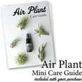 thumbnail image 3 of Cute Farms Tillandsia Air Plant Fertilizer - Daily Use (8 oz. Spray Bottle), 3 of 5