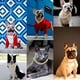 thumbnail image 2 of Flatfoosie Collar De Cadena Para Perro Collar De Cadena De M, 2 of 6