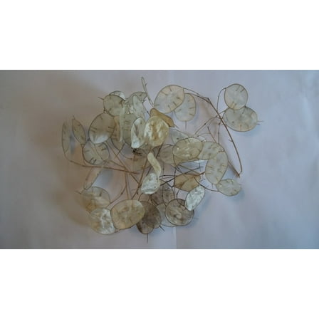 Dried Lunaria Sprigs, Ten (10) Sprigs Less Than 4" Length