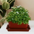 thumbnail image 5 of 5 Sets Bonsai Tree Outlet Pot Succulent Plants Rectangle Office, 5 of 6